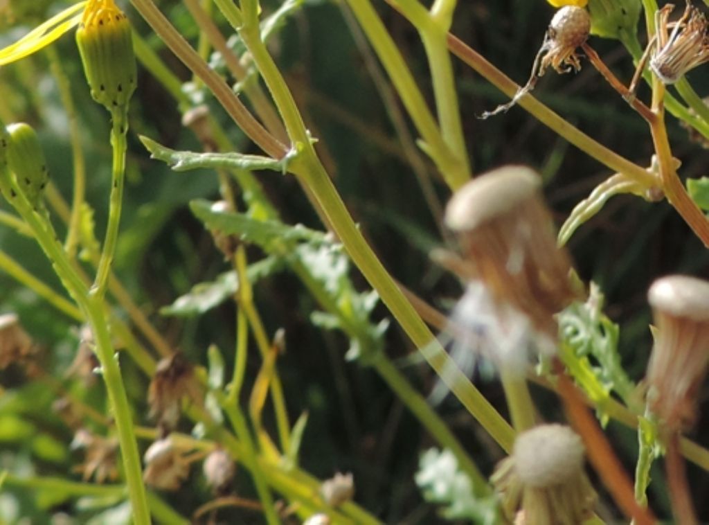 Jacobaea vulgaris (= Senecio jacobaea)